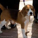 Uno, Best in Show at the Westminster Kennel Club Dog Show