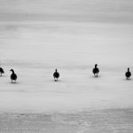 Geese on the beach