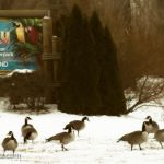 Geese and Castaway Bay billboard
